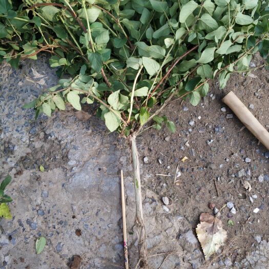 封丘县四季金银花苗 四季树形金银花种苗