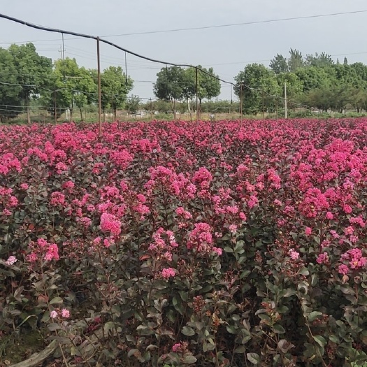 沭阳县 红叶紫薇苗50-60，种植基地，玫红色花期120天。