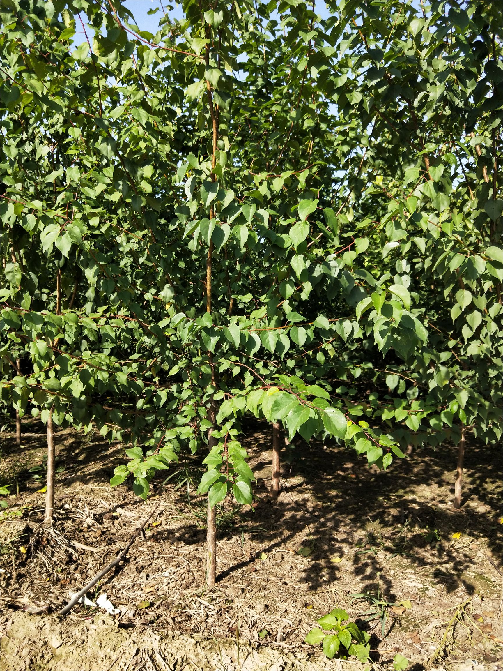 山杏苗  山杏河北正宗山杏产地报价山杏树地径3/4公分数量5000棵