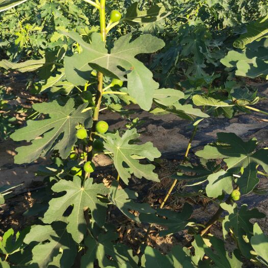 泰安 无花果苗波姬红无花果苗当年挂果无花果