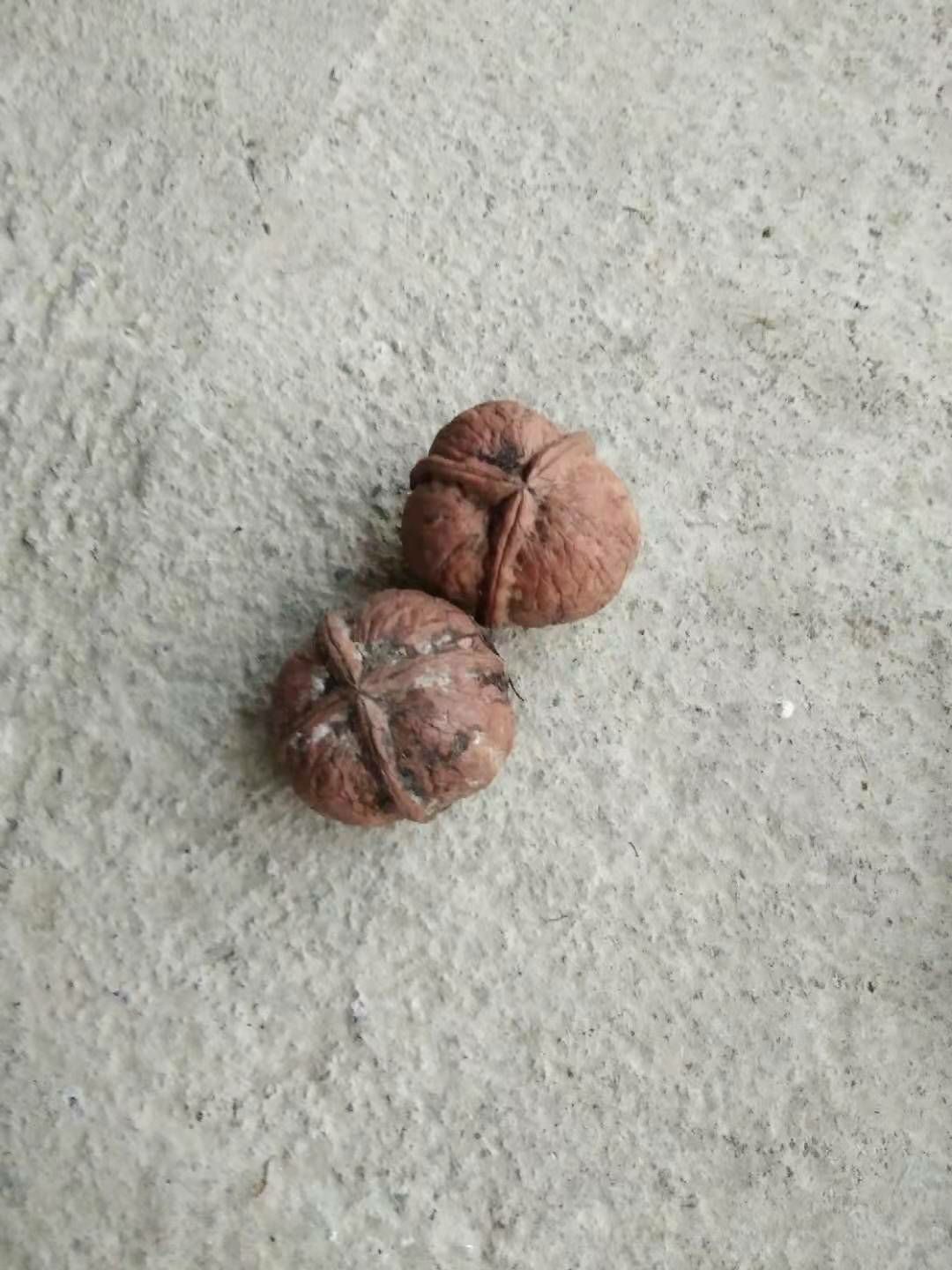 铁核桃