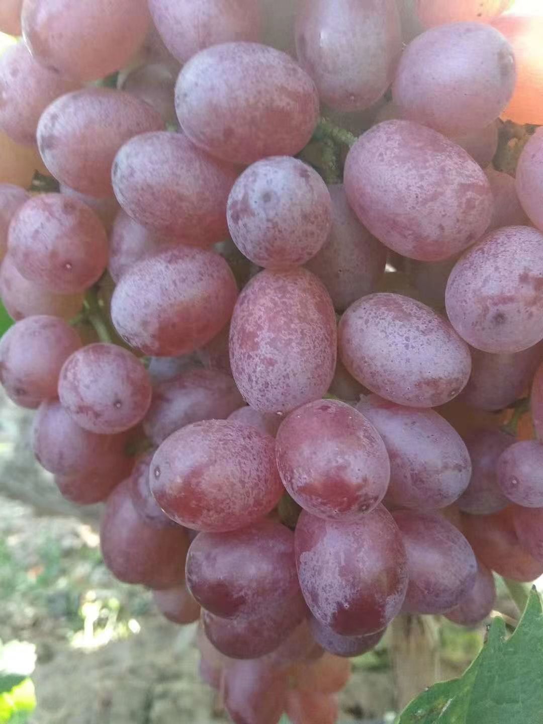  大量科瑞森，红宝石无籽葡萄欢迎收购商前来选购