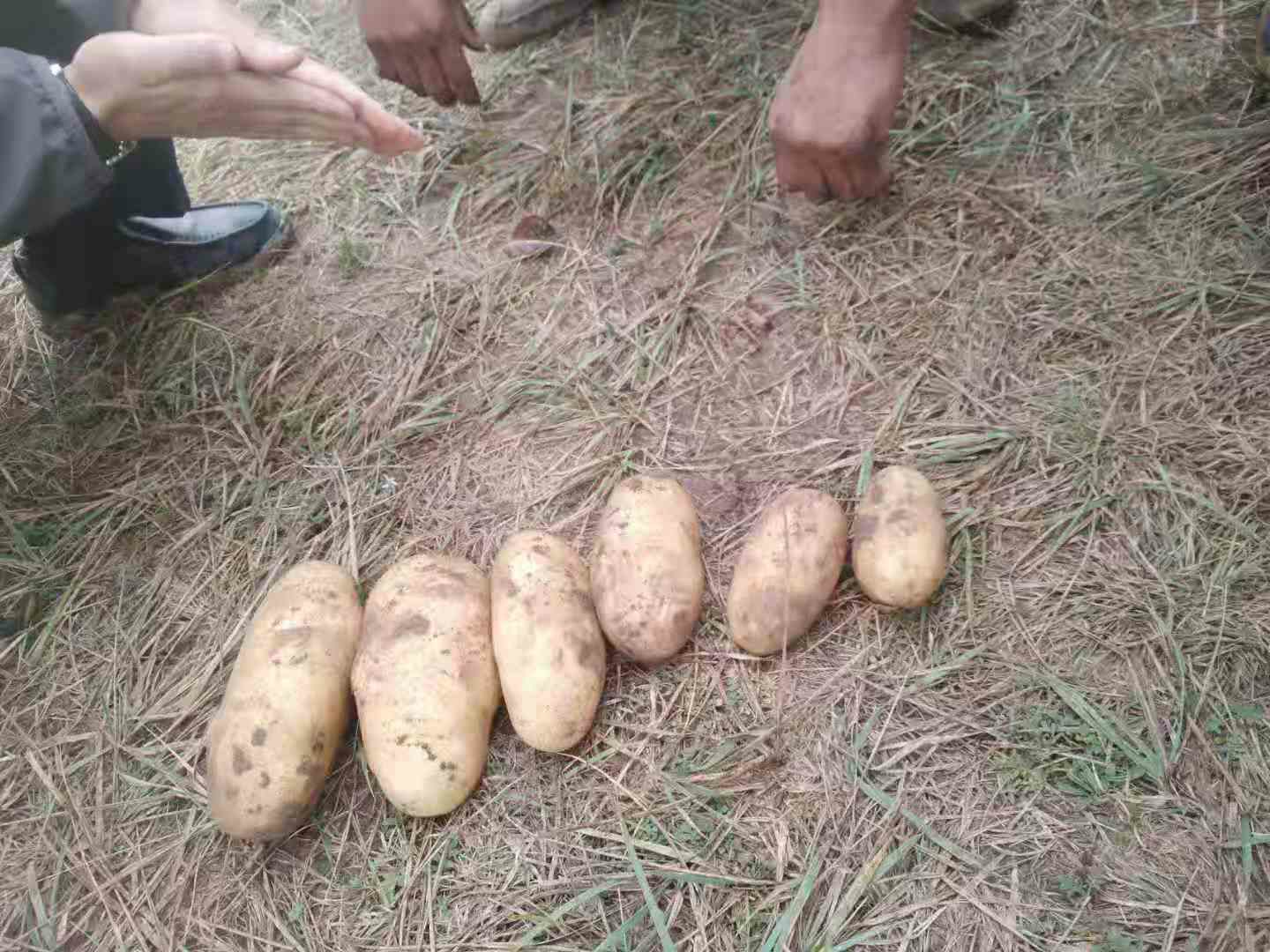  河北土豆馬鈴薯226新鮮蔬菜