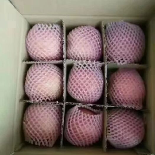 乾县红富士苹果 现摘，现发，保证鲜果，每箱净重10斤，包运费