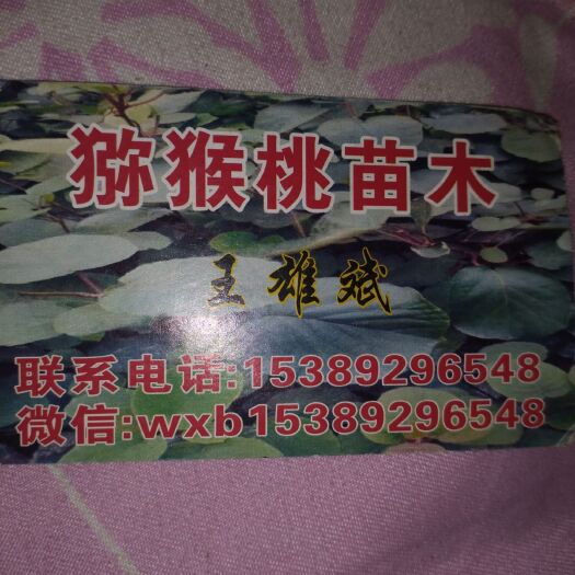 周至县软枣猕猴桃苗 软枣猕猴桃扦插苗成龙二号