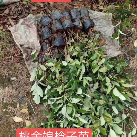 灵山县桃金娘苗 0.5~1米