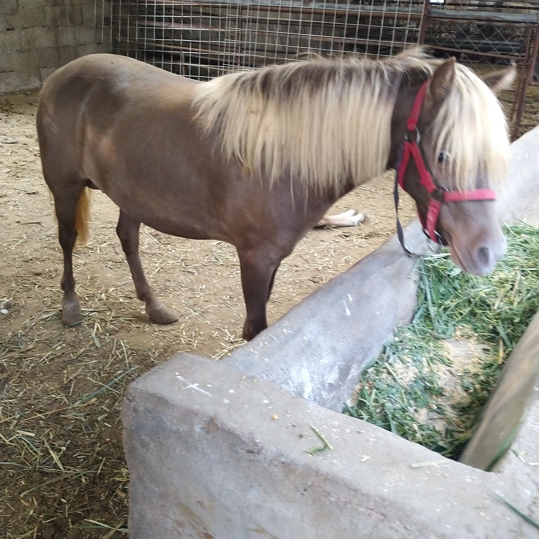 馬 德保矮馬 觀賞馬 騎乘馬 馬活體出售批發