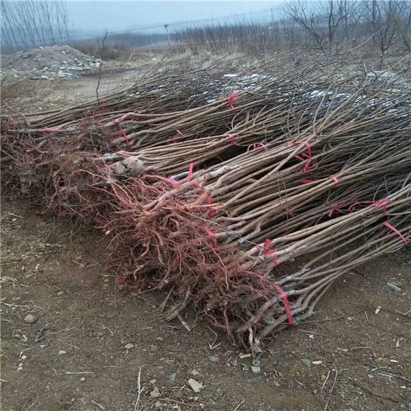  金太阳嫁接杏树苗，南北方盆栽地栽种植。
