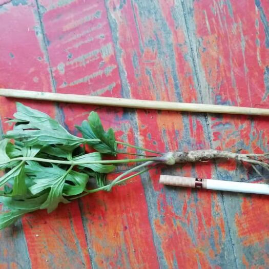 通化县白头翁种苗  出售白头翁二年苗，丹东白头翁二年苗，品种好。
