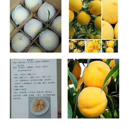 扶风县黄金蜜1号 80mm以上 4两以上