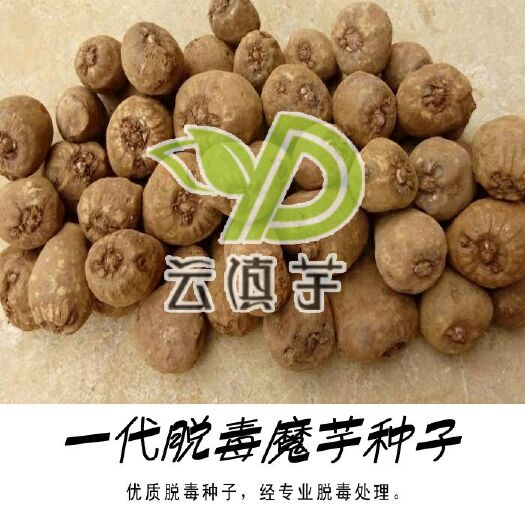 富源县魔芋种