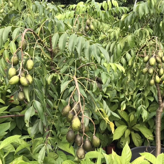 广州黑橄榄苗 四季花果常开