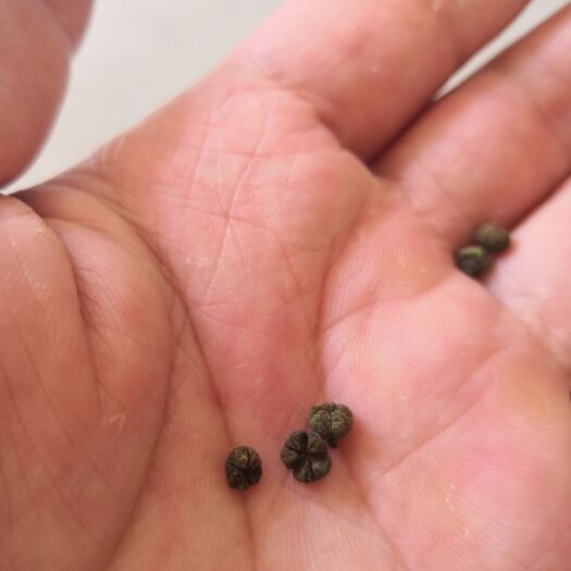 融安县 中花吴茱萸