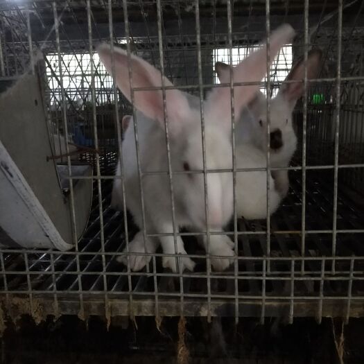 丰县 有兔子要出栏啦