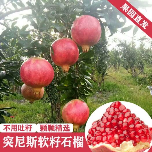 荥阳市 突尼斯软籽石榴新鲜包邮现摘现发孕妇水果产地直销颗粒饱满