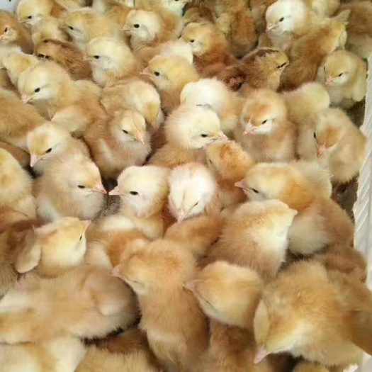 成都九斤黄鸡苗 随时都有苗子