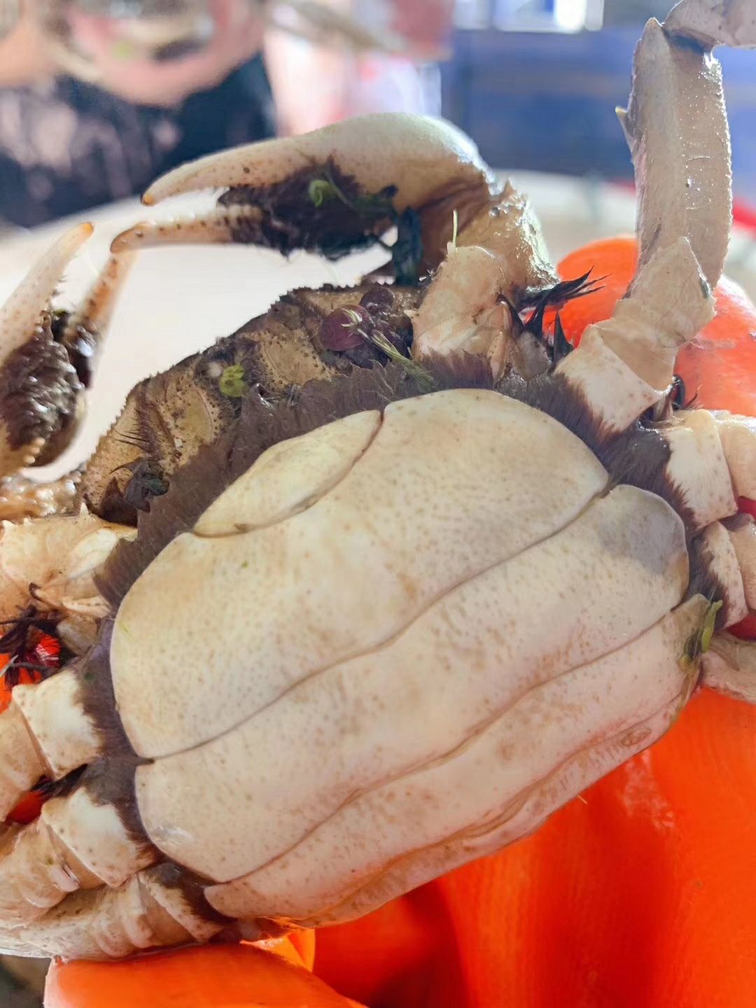 蟹 自家塘口，鲜活螃蟹，欢迎选购