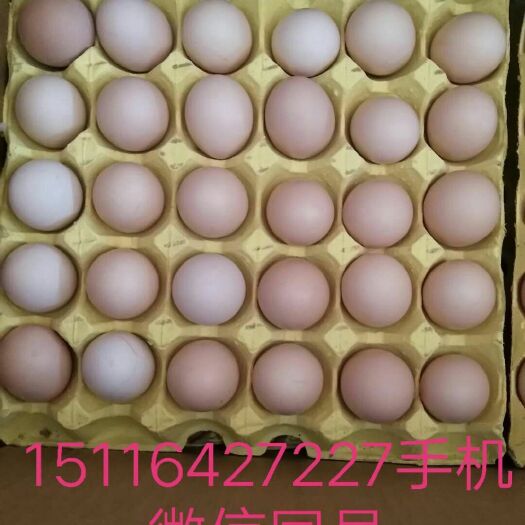 长沙县土鸡蛋  420枚一箱净重40斤的双色粉蛋