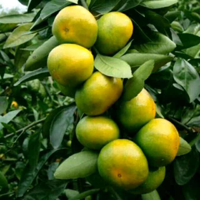  蜜橘柑橘蜜桔产地大量供货果园直发无中间商