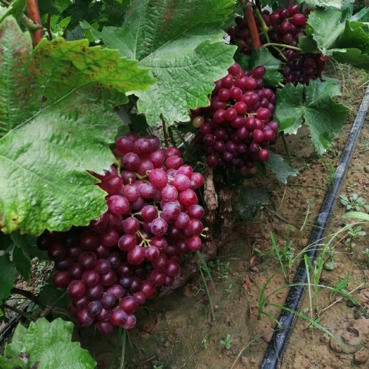东明县 大量科瑞森，红宝石无籽葡萄欢迎收购商前来选购