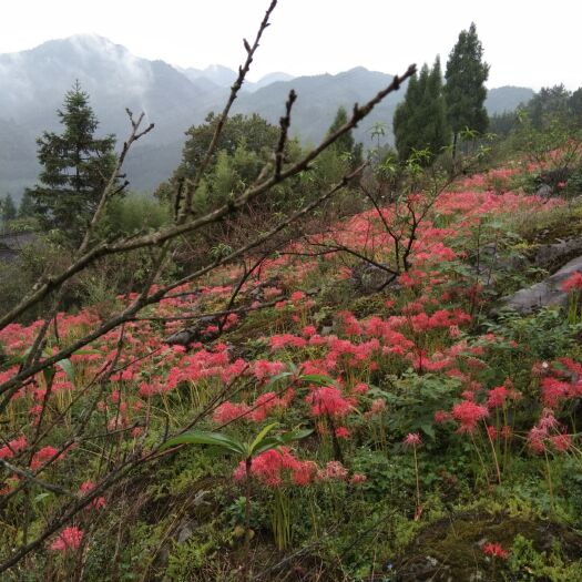 古蔺县石蒜苗