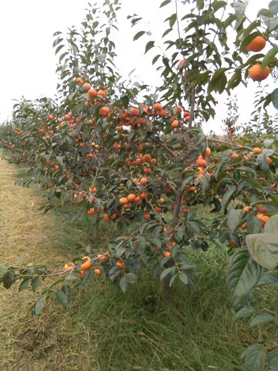  提供优质的日本阳丰甜柿子