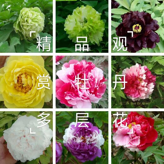 菏泽雪莲牡丹  牡丹，精品牡丹，几十个品种保品种，保成活，保证质量现要现挖