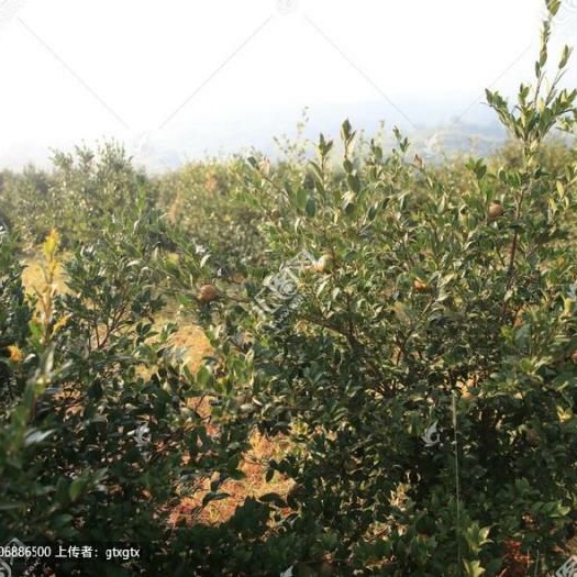凤阳县 自家农家野生山茶油