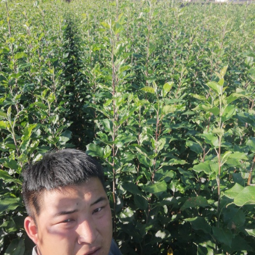 宝清县龙丰苹果苗 诚信做人，信誉第一，自家苗圃，一手货源。