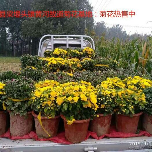 曹县 菊花基地，品种多，花色全