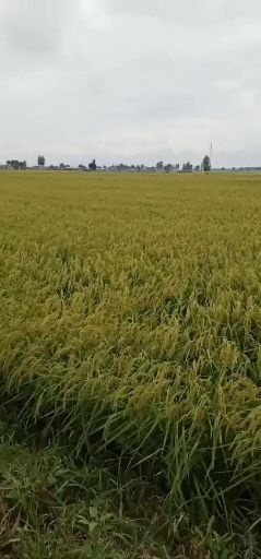 五常市香米 稻花香二号稻谷自家种植，加工米