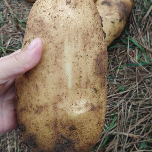 康保县 河北土豆马铃薯226新鲜蔬菜