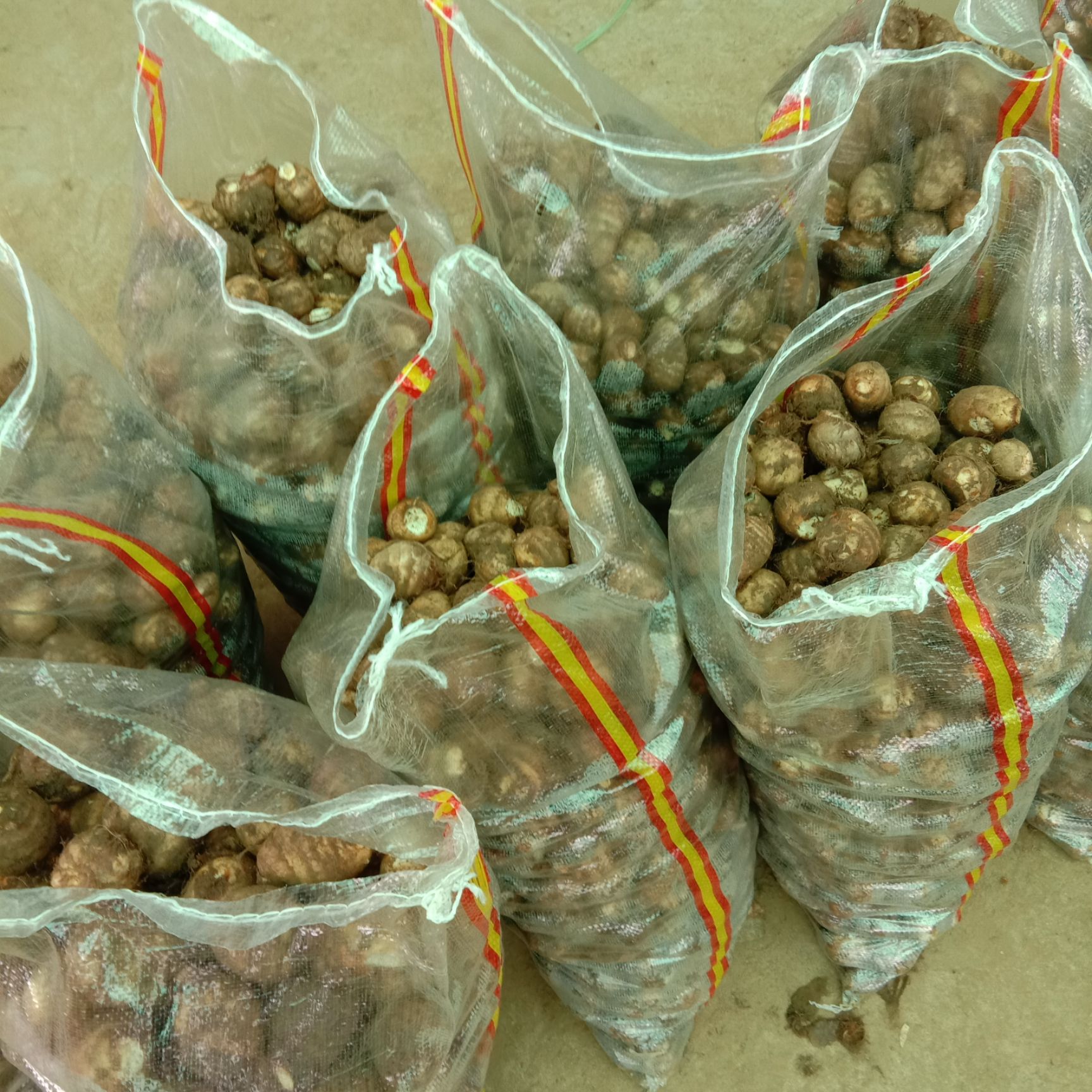  產(chǎn)地直銷萬畝毛芋頭大量出售，全國發(fā)貨，質(zhì)量包證