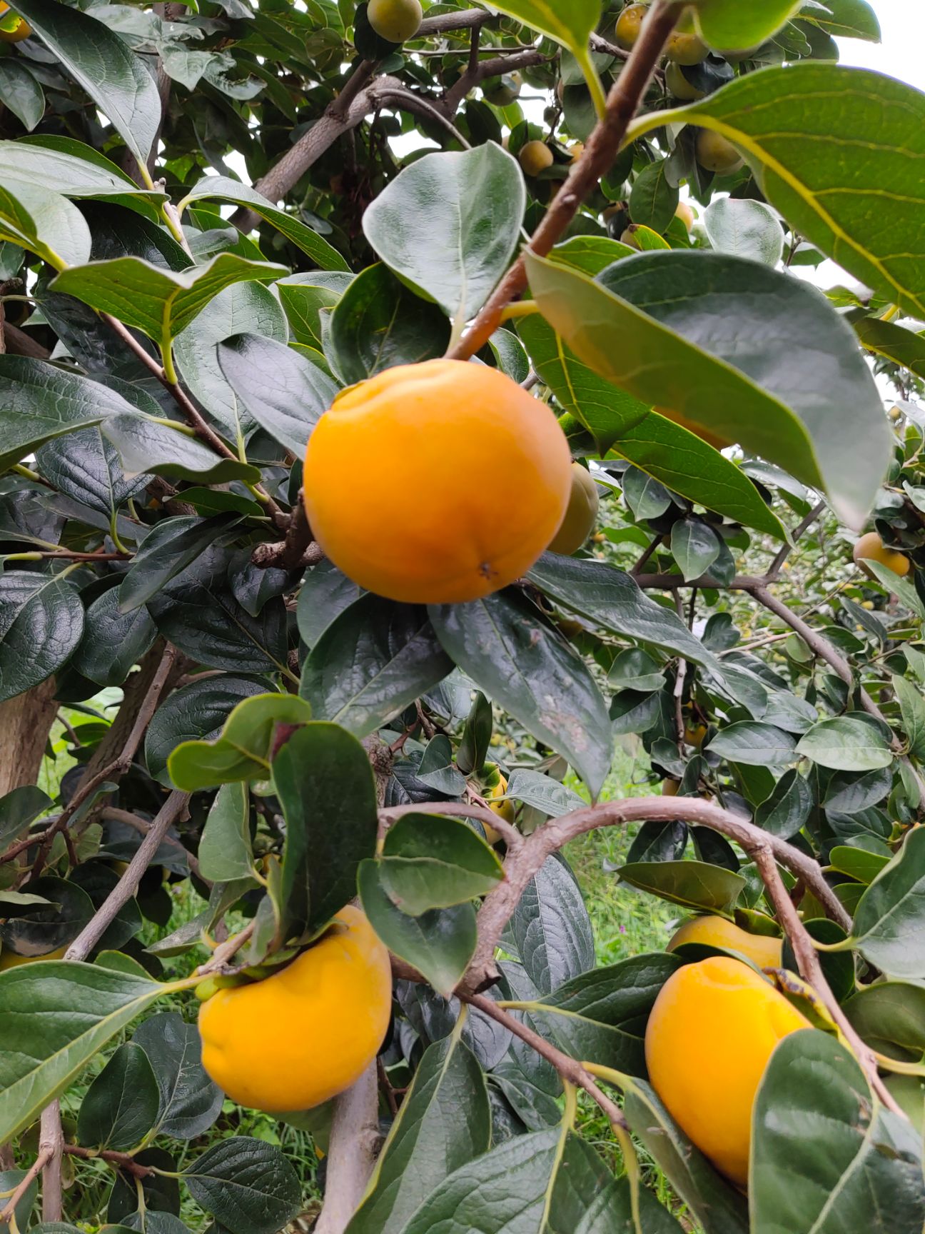 阳丰甜柿 3 - 4两以上