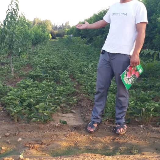 泰安 红颜草莓苗哪里有卖的哪里便宜好活