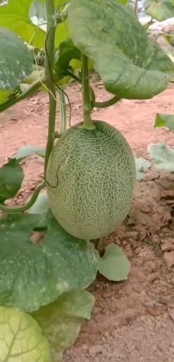 济南西州蜜25号  秋胜25哈密瓜糖度18，基地直供