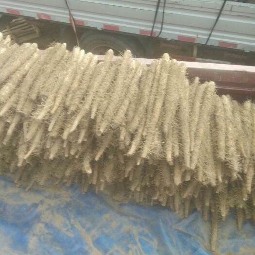 高阳县麻山药 30~40cm