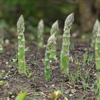 滕州市绿芦笋 可以来实地考察一下。大面积种植。质量很牛