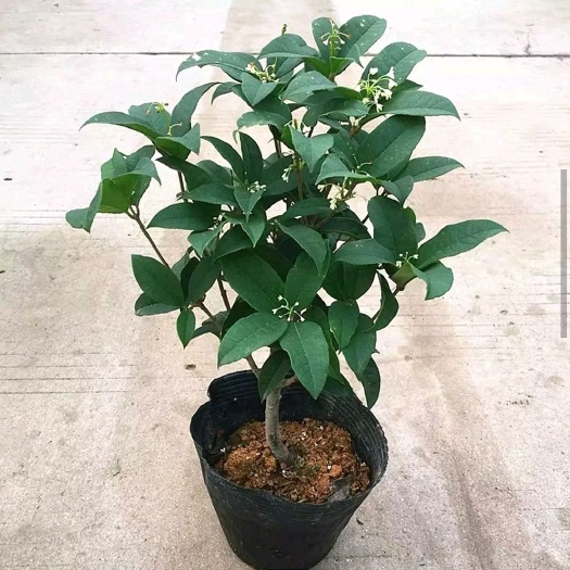 沭阳县 桂花树精品桂花四季桂，金桂，银桂。