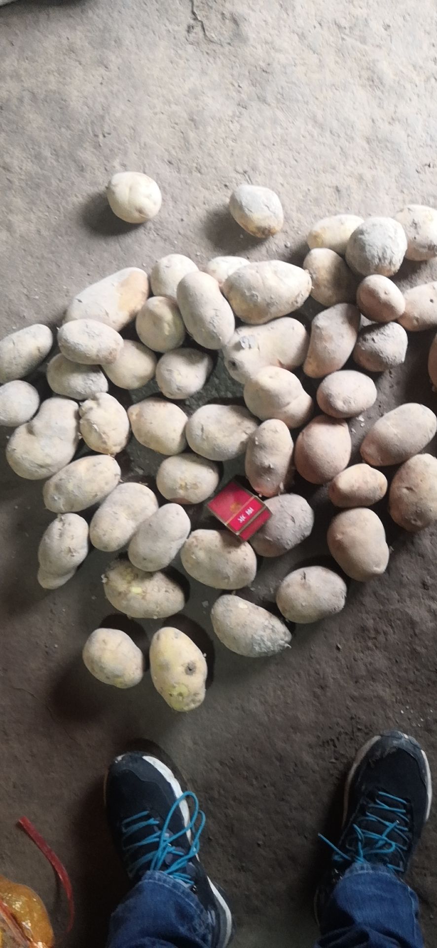 陇七土豆 三两起步 无虫眼 无青头 无破烂 质量好