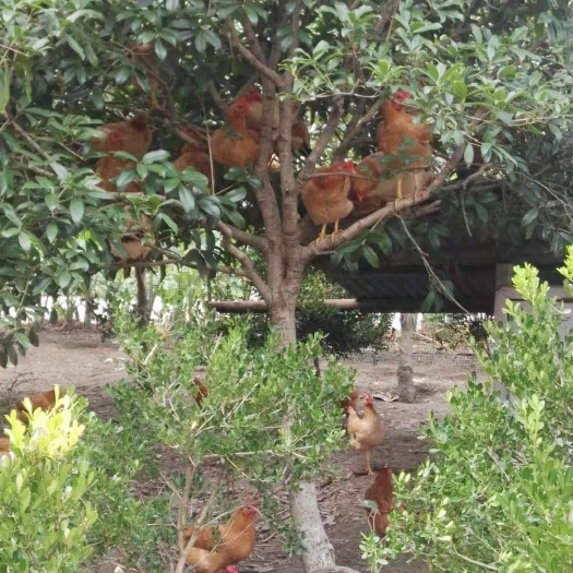 如皋市富硒鸡蛋 饲料结构独特，添加绿叶蔬草瓜类，灵芝，黄芪，大蒜，及硒锌等。