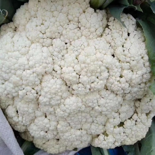邯郸白花菜花  精品白面青梗有机花市河北邯郸西兰花甘蓝大量上市