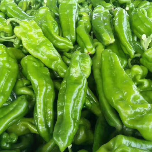 夏邑县301辣椒 精品301泡椒，螺丝椒，二荆条，线椒，大量供应（市场对接），