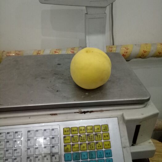 淇县 黄桃/黄金蜜4号