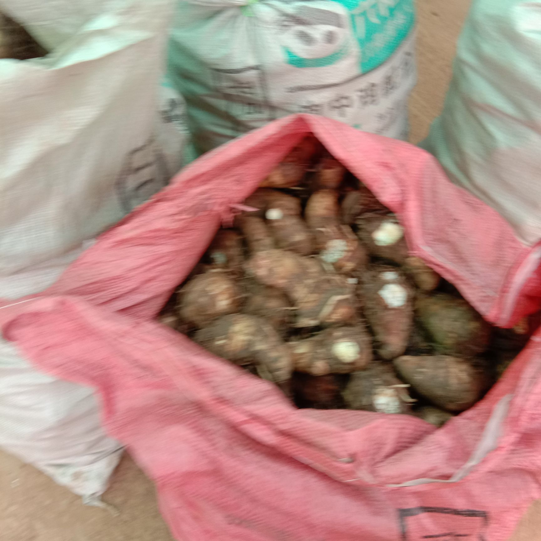  產(chǎn)地直銷萬畝毛芋頭大量出售，全國發(fā)貨，質(zhì)量包證