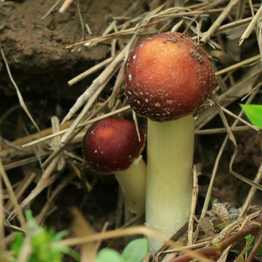 临沂 临沂市兰山区汪沟镇赤松茸种植基地