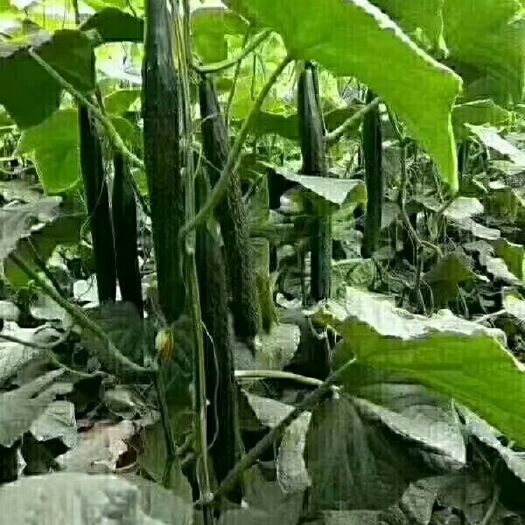 南宁 油亮黄瓜