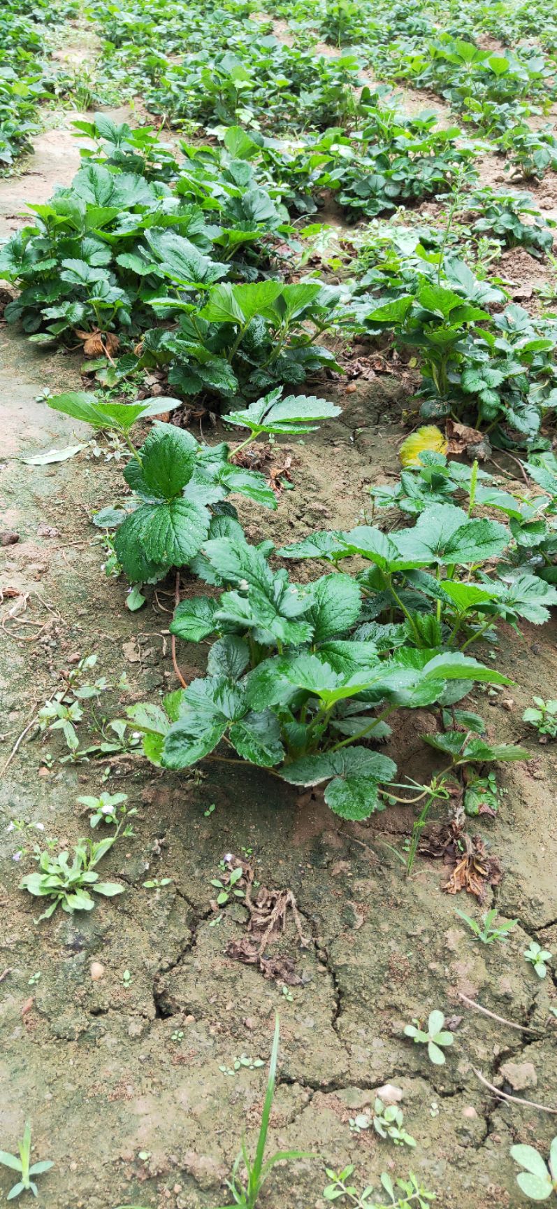 全明星草莓苗露天栽培随珠 九香 红玉草莓苗