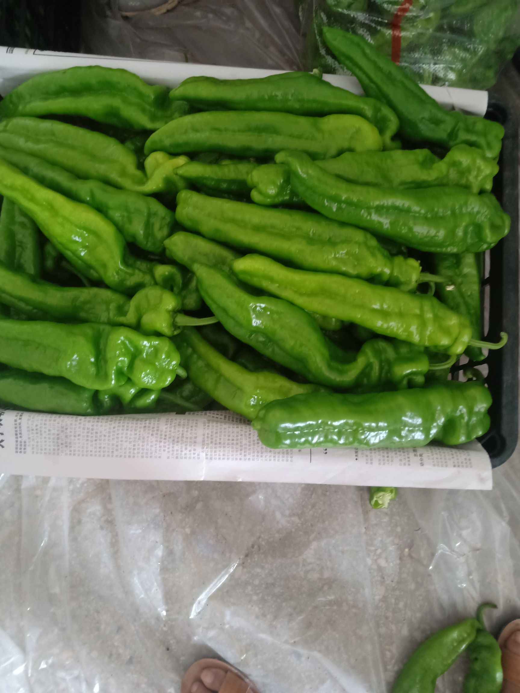 青泡椒  301泡椒   线椒大量上市   大棚种植质量保证