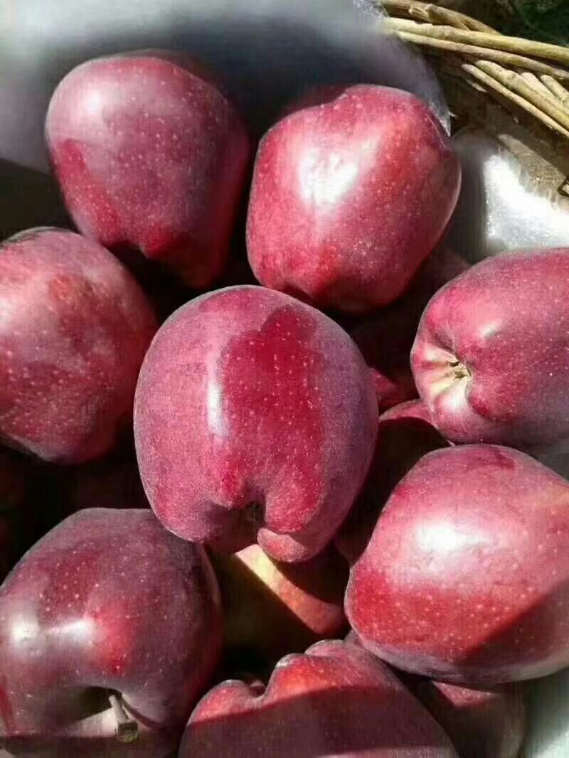  甘肃天水花牛苹果